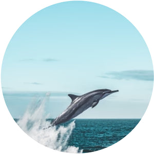 Fahlo The Odyssey Dolphin Tracking Bracelet - Coral Reef Violet