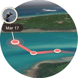 Fahlo The Odyssey Dolphin Tracking Bracelet - Coral Reef Violet