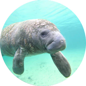 Fahlo The Drift Manatee Tracking Bracelet - Seagrass Green