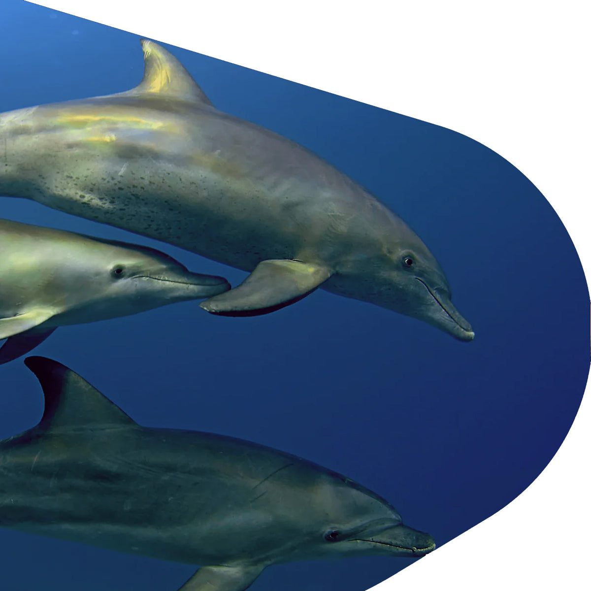 Fahlo The Odyssey Dolphin Tracking Bracelet - Coastal Blue