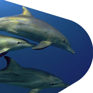 Fahlo The Odyssey Dolphin Tracking Bracelet - Coastal Blue