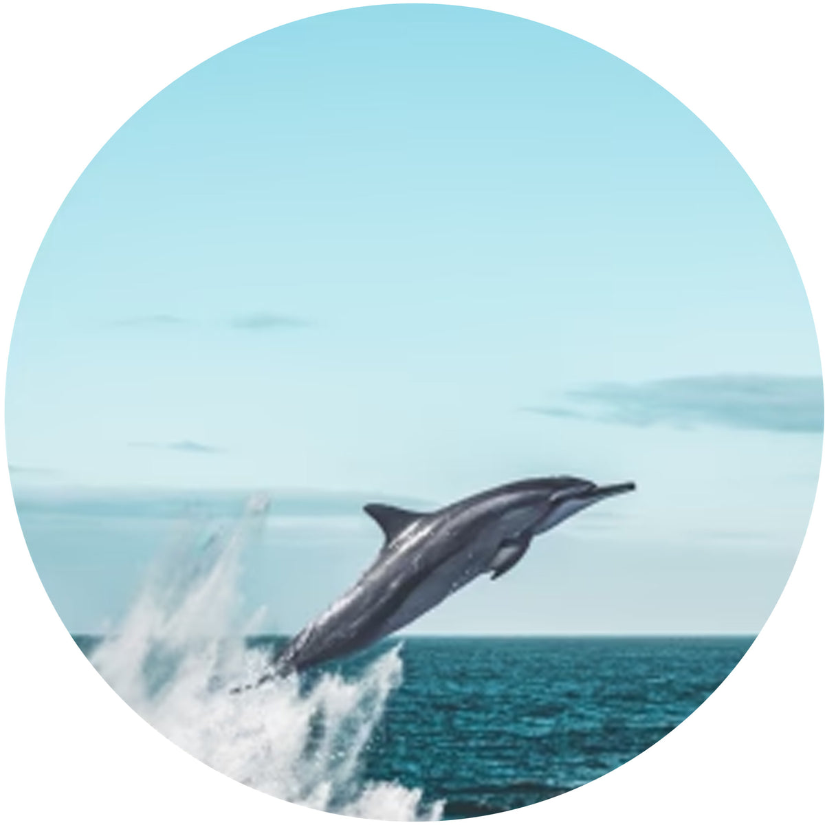 Fahlo The Odyssey Dolphin Tracking Bracelet - Coastal Blue