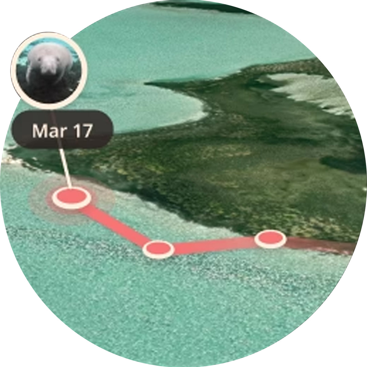 Fahlo The Drift Manatee Tracking Bracelet - Seagrass Green