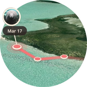 Fahlo The Drift Manatee Tracking Bracelet - Seagrass Green