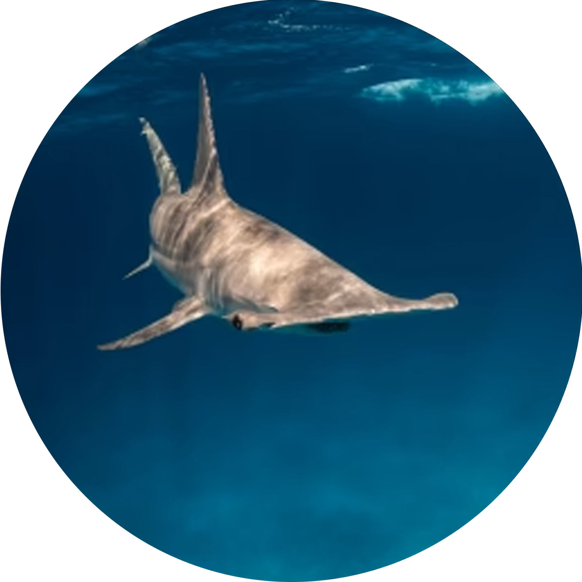 Fahlo The Voyage Shark Tracking Bracelet - Lava Stone