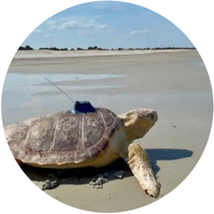 Fahlo The Journey Sea Turtle Tracking Bracelet - White Howlite