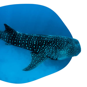 Fahlo The Quest Whale Tracking Bracelet - Deep Blue